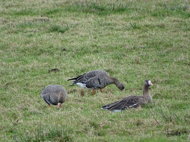 带来胜利 带来胜利